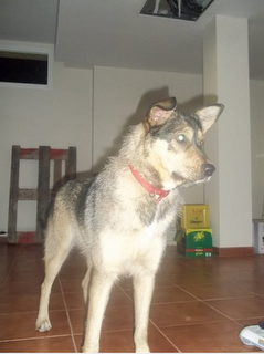 LINDA, EN TRES DÍAS IRÁ A LA PERRERA SI NO LO REMEDIAMOS!!!