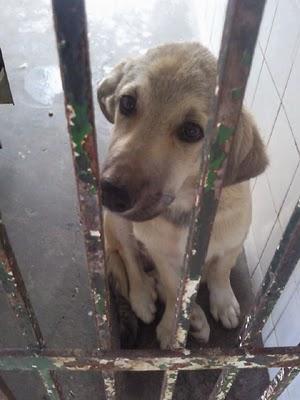 YOI, PRECIOSO Y TRANQUILO CACHORRO EN PERRERA, URGENTE!!