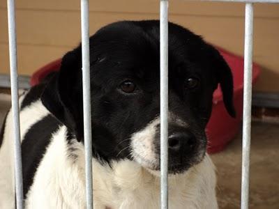 URGENTE 18 PERROS EN LA PERRERA DE PRIEGO.