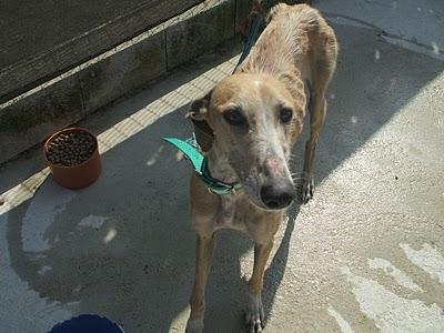 URGENTE 18 PERROS EN LA PERRERA DE PRIEGO.