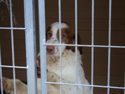 URGENTE 18 PERROS EN LA PERRERA DE PRIEGO.