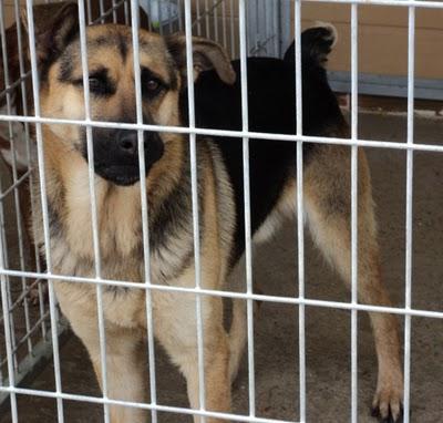 URGENTE 18 PERROS EN LA PERRERA DE PRIEGO.