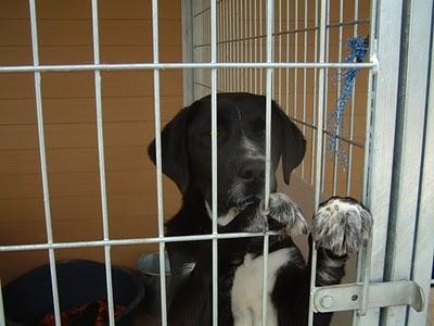 URGENTE 18 PERROS EN LA PERRERA DE PRIEGO.