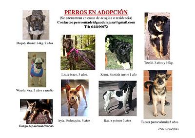 Están en la perrera de Guadalajara. Montones de guapetones/as esperando un hogar -- AYUDA, POR FAVOR