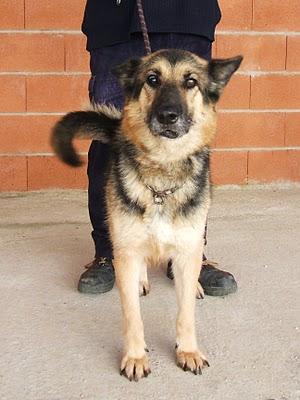 Están en la perrera de Guadalajara. Montones de guapetones/as esperando un hogar -- AYUDA, POR FAVOR