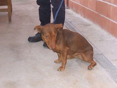 Están en la perrera de Guadalajara. Montones de guapetones/as esperando un hogar -- AYUDA, POR FAVOR