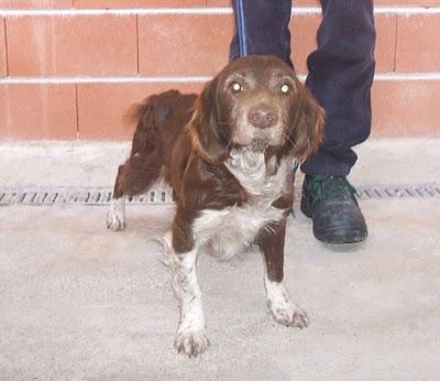 Están en la perrera de Guadalajara. Montones de guapetones/as esperando un hogar -- AYUDA, POR FAVOR