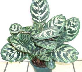 http://articulos.infojardin.com/plantas_de_interior/Fichas/fotos-fichas/calathea-makoyana.jpg