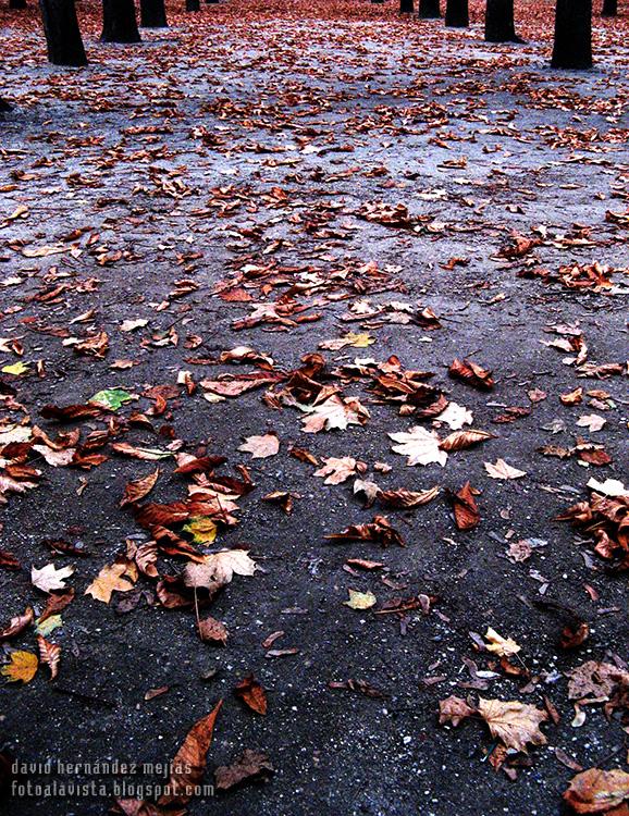 Suelo de un parque cubierto de hojas secas en los Campos Elíseos de París (Francia)