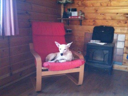 Urgente!! Podenco robado, ayuda para encontrarlo.