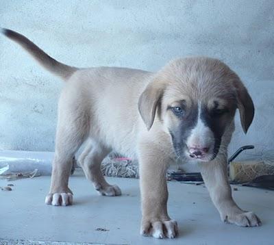 DOS CACHORRINAS EN ADOPCIÓN, EN CASTELLÓN‏.