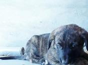 cachorrinas adopción, castellón‏.