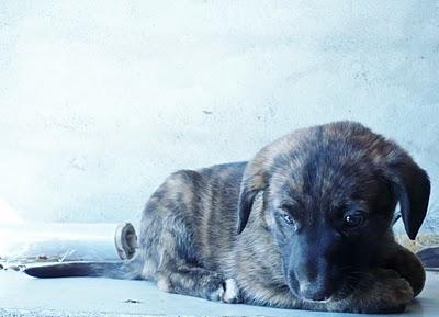 DOS CACHORRINAS EN ADOPCIÓN, EN CASTELLÓN‏.