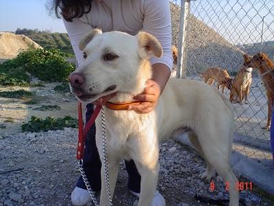 BLAS. Espectacular cruce de labrador. GPAR.‏