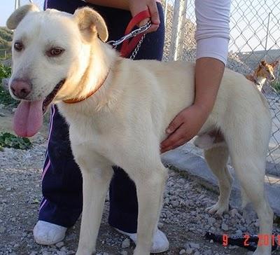 BLAS. Espectacular cruce de labrador. GPAR.‏