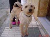 Nadie interesado él!!! Ayuda Luso, queremos vuelva refugio. GPAR