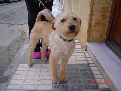 Nadie se ha interesado por él!!! Ayuda a Luso, no queremos que vuelva al refugio. GPAR