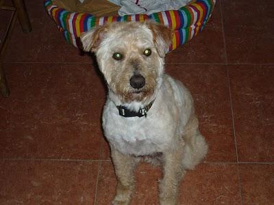 Nadie se ha interesado por él!!! Ayuda a Luso, no queremos que vuelva al refugio. GPAR