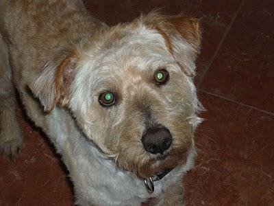 Nadie se ha interesado por él!!! Ayuda a Luso, no queremos que vuelva al refugio. GPAR