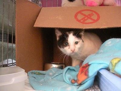 URGE ADOPCIÓN!! No dejemos que vuelvan otra vez a la calle.