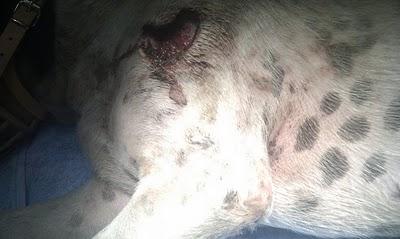 4 dias en la mediana de la carretera AKIRA necesita la ayuda de todos...‏(Sevilla)