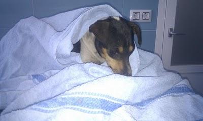 4 dias en la mediana de la carretera AKIRA necesita la ayuda de todos...‏(Sevilla)