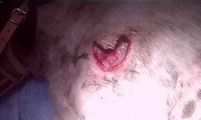 4 dias en la mediana de la carretera AKIRA necesita la ayuda de todos...‏(Sevilla)