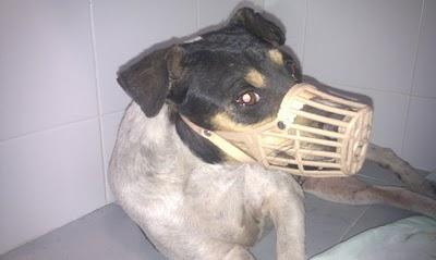 4 dias en la mediana de la carretera AKIRA necesita la ayuda de todos...‏(Sevilla)