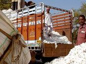 ¿Qué harías dieran elegir entre estas opciones camisetas?