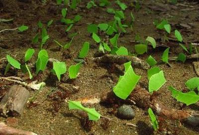 Plagas de Plantas - Las Hormigas