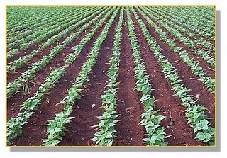 No afectará la radioactividad  de Japón al sector agrícola, ALCANO