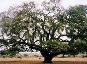 Aprobada declaración Valle Alcudia como Parque Natural