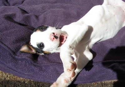 LOU, preciosa cachorra de 2 meses en adopción. (Valencia)