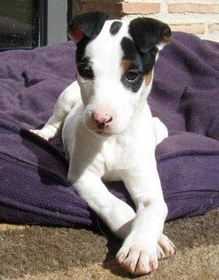 LOU, preciosa cachorra de 2 meses en adopción. (Valencia)