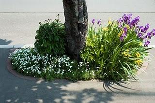 Jardines espontáneos