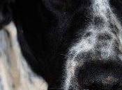 puede volver refugio perdido parte lengua (Córdoba)