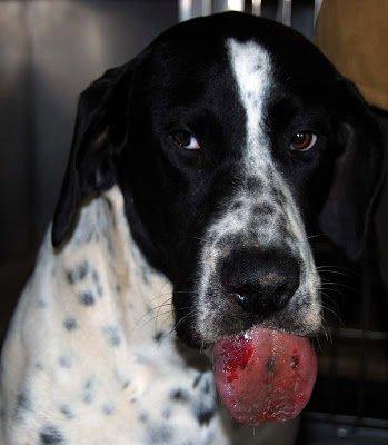No puede volver al refugio . Ha perdido parte de la lengua (Córdoba)