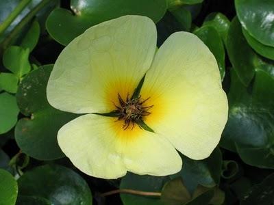 Amapola de Agua - Hydrocleis nymphoides