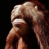 vicios creatividad anti-creatividad 1300543872436-simio.jpg