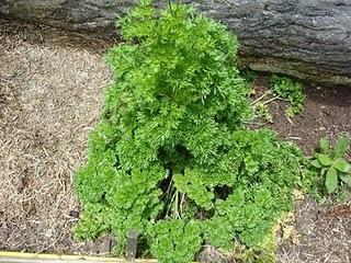 Perejil,combate piojos,conjuntivitis,tos,