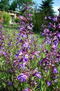 Salvia (Salvia officinalis)