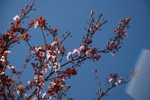 Primavera (Barcelona, marzo 2011) CONTIGO LA PRIMAVERA, PRINCESA