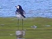 Lavanderas Bañugues