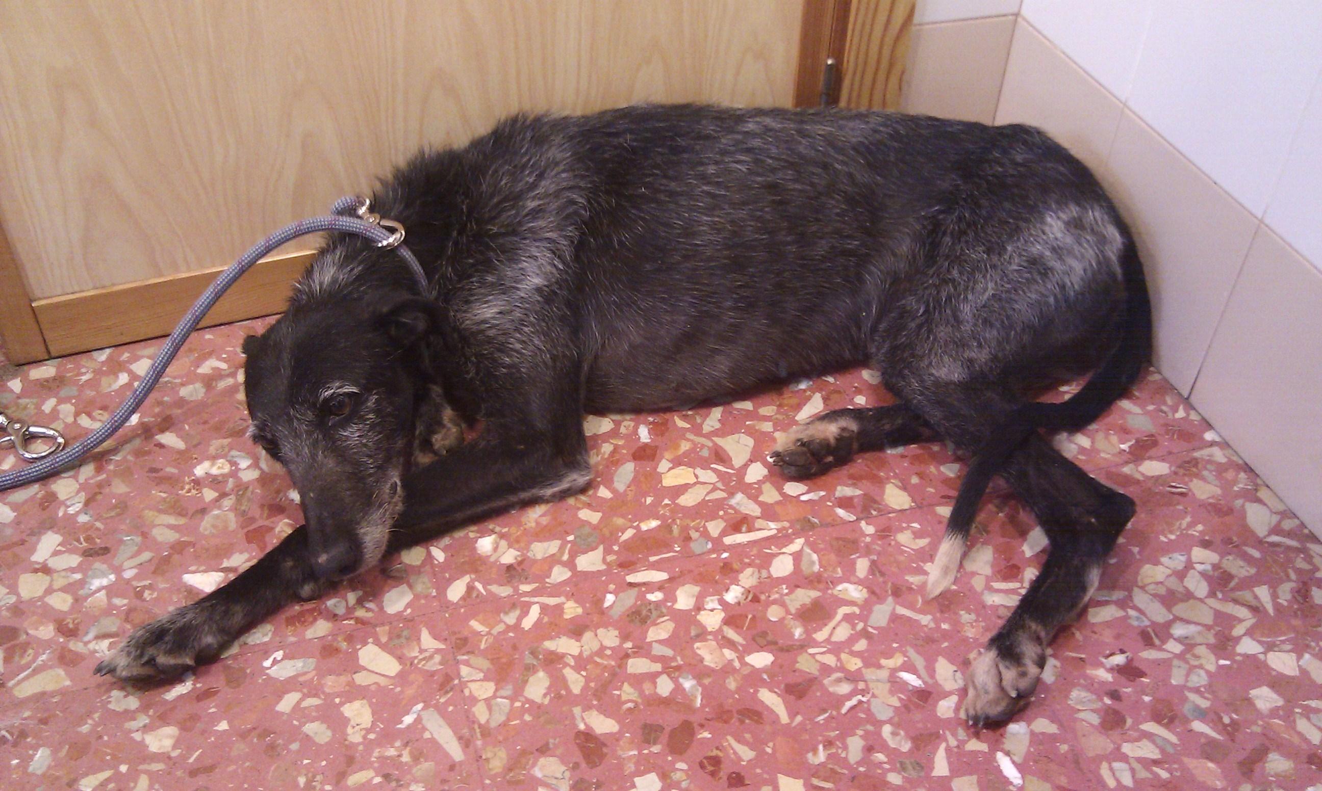 Galga atropellada y lanzada al carril contrario. AYUDA URGENTE!!!