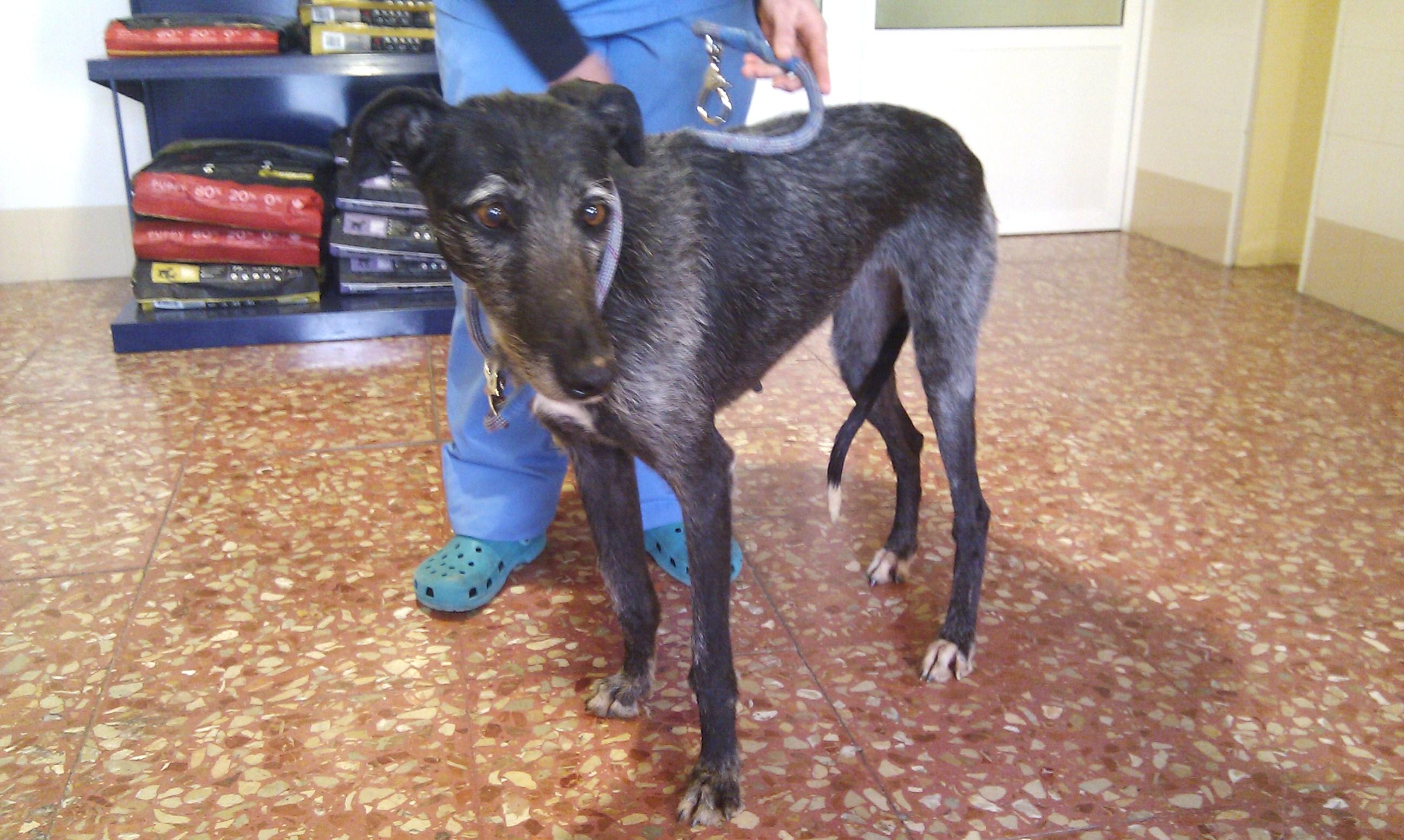 Galga atropellada y lanzada al carril contrario. AYUDA URGENTE!!!