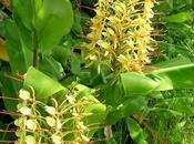 Caña Ámbar Amarilla