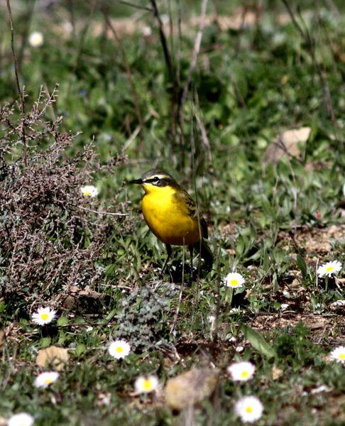 MOTACILLA FLAVA-LAVANDERA BOYERA-YELLOW WAGTAIL