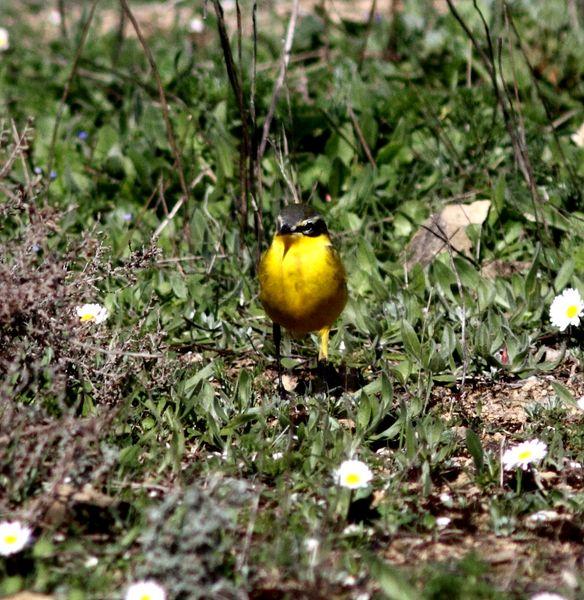 MOTACILLA FLAVA-LAVANDERA BOYERA-YELLOW WAGTAIL