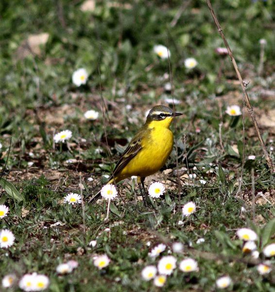 MOTACILLA FLAVA-LAVANDERA BOYERA-YELLOW WAGTAIL