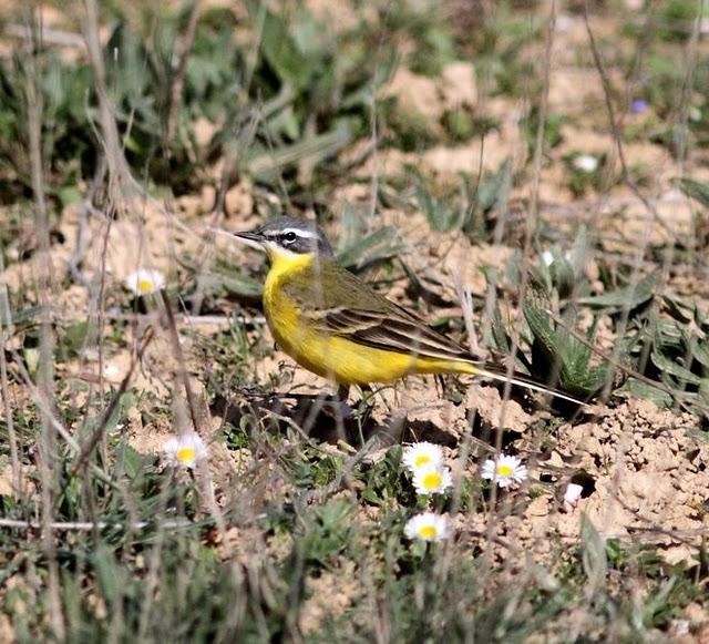 MOTACILLA FLAVA-LAVANDERA BOYERA-YELLOW WAGTAIL